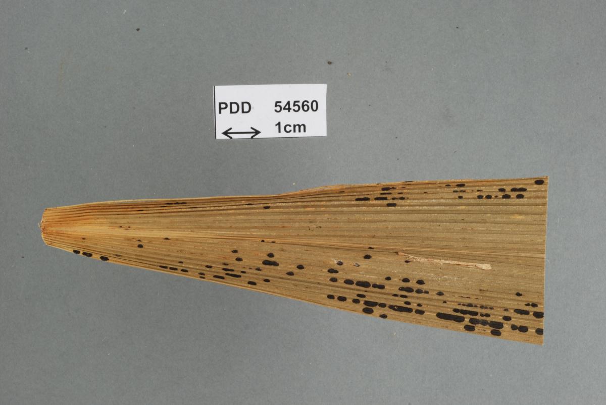 Представитель Семейства Parmulariaceae